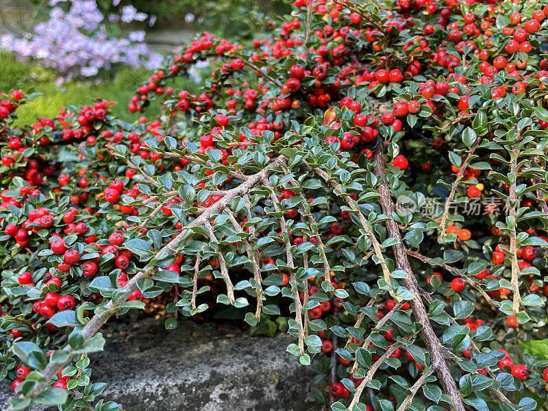 近距离拍摄的红色浆果和有光泽的叶子的岩石喷叶(cotoneaster horizontalis)，缓慢生长的落叶灌木的蔓生枝，聚焦前景